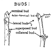 terminal bud of tree