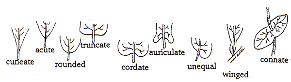 cuneate acute rounded truncate cordate auriculate connate
