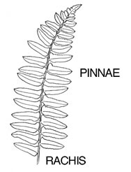 Namethatplant.net: Glossary - Ferns