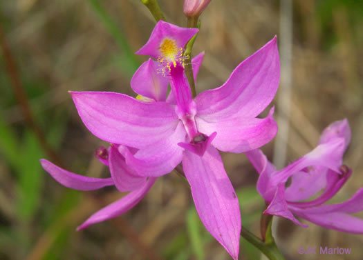 Calopogon tuberosus (common grass-pink)