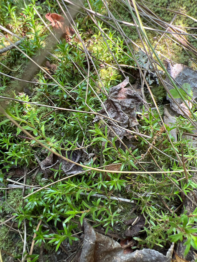 image of Pyxidanthera barbulata var. brevifolia, Sandhills Pyxie-moss, Wells' Pyxie-moss, Little Pyxie