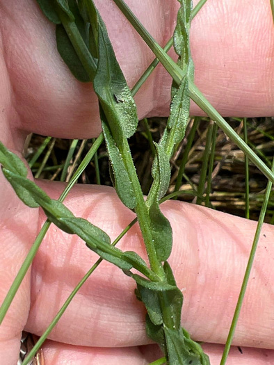 image of Symphyotrichum adnatum, Scale-leaf Aster