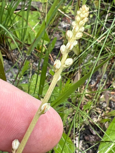 image of Aletris obovata, Southern White Colicroot