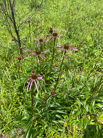 image of Echinacea laevigata, Smooth Coneflower, Smooth Purple Coneflower