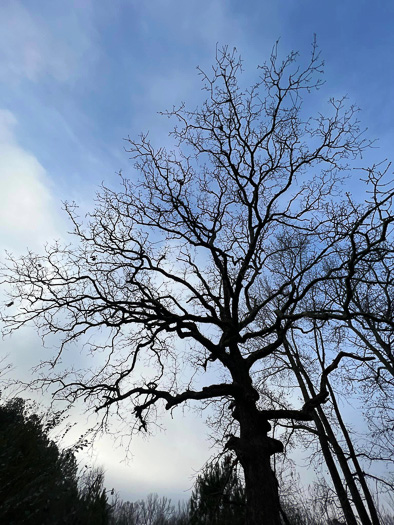 image of Quercus stellata, Post Oak