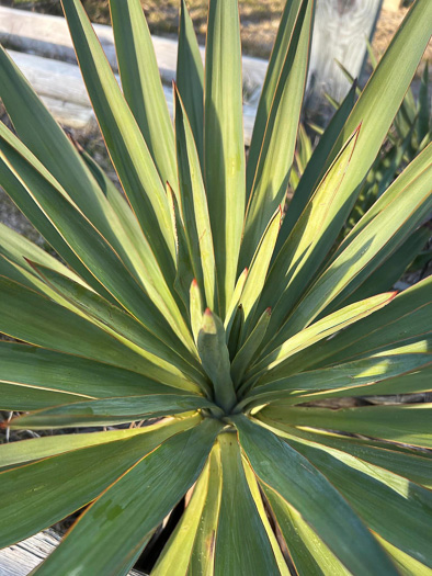 Mound-lily Yucca