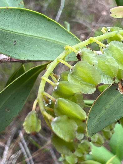 image of Cliftonia monophylla, Buckwheat-tree, Black Titi, Buckwheat-bush