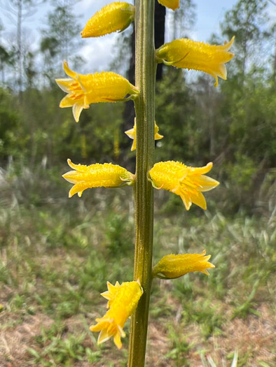 image of Aletris lutea, Yellow Colicroot