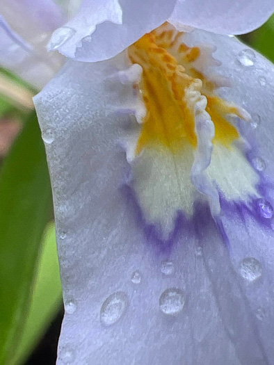 image of Iris cristata, Dwarf Crested Iris