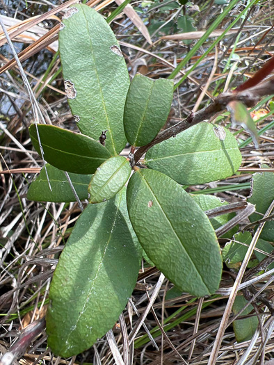 image of Pieris phillyreifolia, Vine-wicky, Climbing Fetterbush, Climbing Wicky