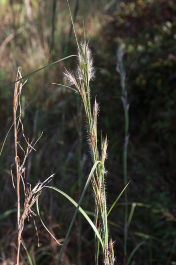 image of Andropogon hirsutior, Savanna Bushy Bluestem, Hairy Bluestem