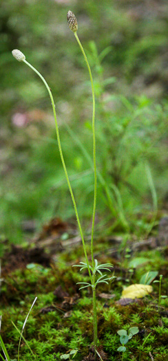 image of Anemone berlandieri, Eastern Prairie Anemone, Ten-petal Anemone, Southern Thimbleweed, Glade Windflower