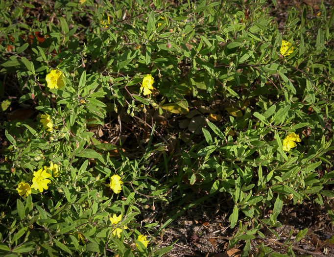 image of Crocanthemum georgianum, Georgia Sunrose, Georgia Frostweed
