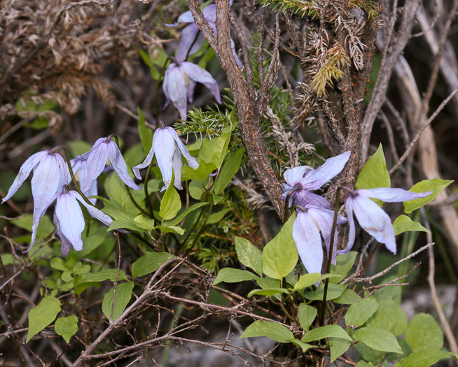 Clematis occidentalis var. occidentalis, Mountain Clematis, Purple Clematis