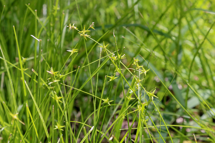 image of Carex socialis, Low Woodland Sedge