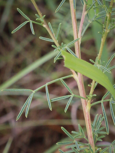 image of Dalea purpurea var. purpurea, Purple Prairie-clover
