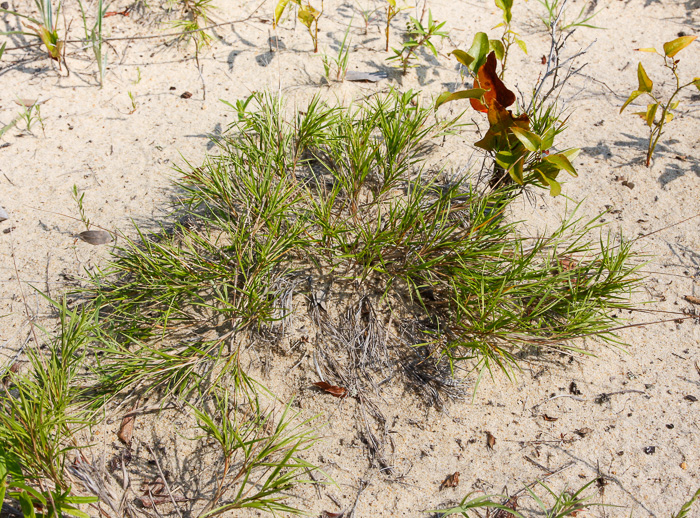 image of Dichanthelium arenicoloides, Sandy Woods Witchgrass
