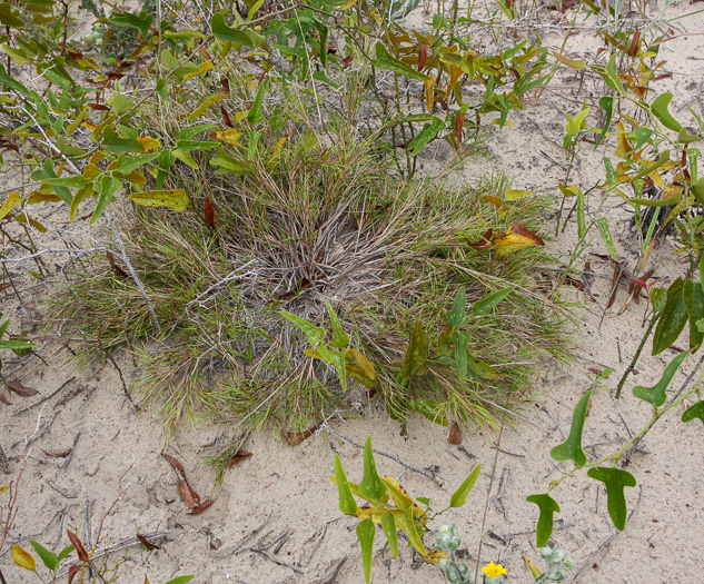 image of Dichanthelium arenicoloides, Sandy Woods Witchgrass