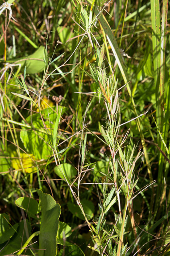 image of Dichanthelium caerulescens, Blue Witchgrass