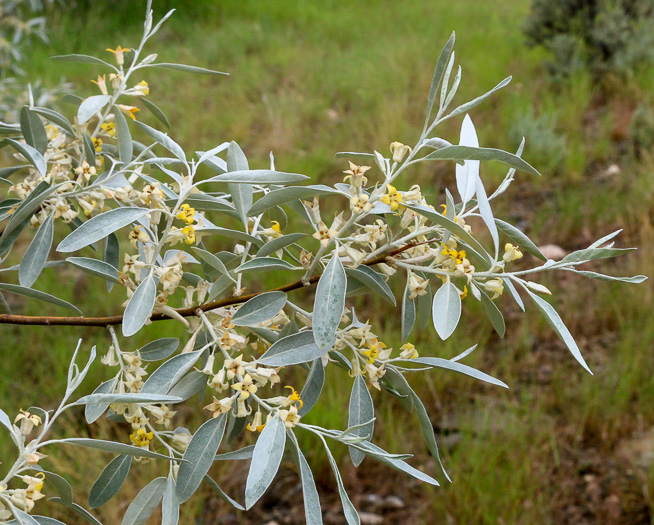 image of Elaeagnus angustifolia, Russian Olive, Oleaster