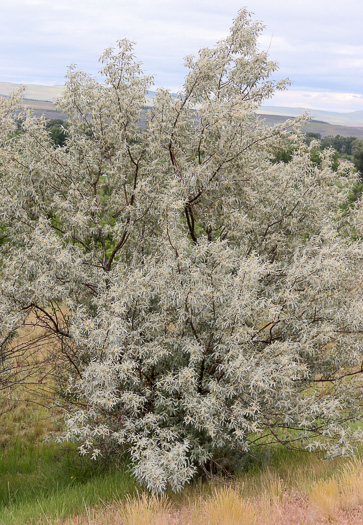 image of Elaeagnus angustifolia, Russian Olive, Oleaster