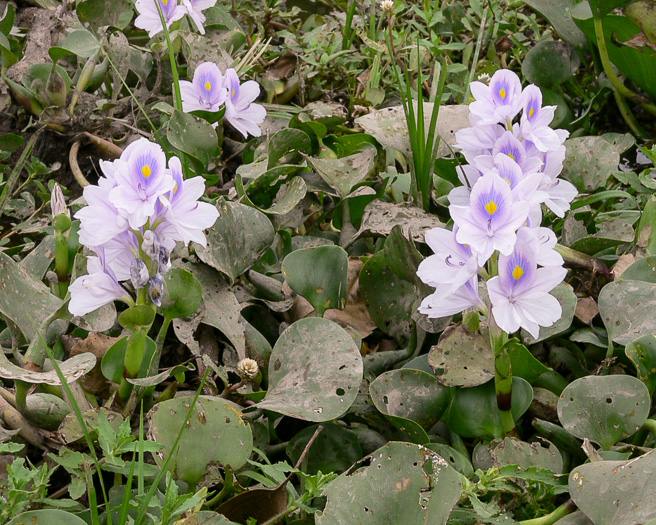 image of Piaropus crassipes, Common Water-hyacinth