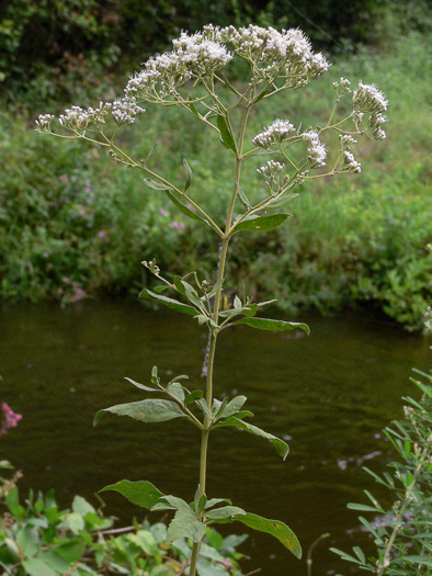 image of Eupatorium semiserratum, Threeleaf Eupatorium, Smallflower Thoroughwort, Olive Eupatorium