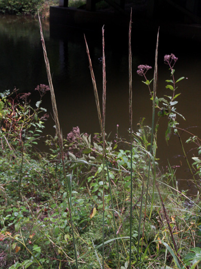 image of Erianthus strictus, Narrow Plumegrass