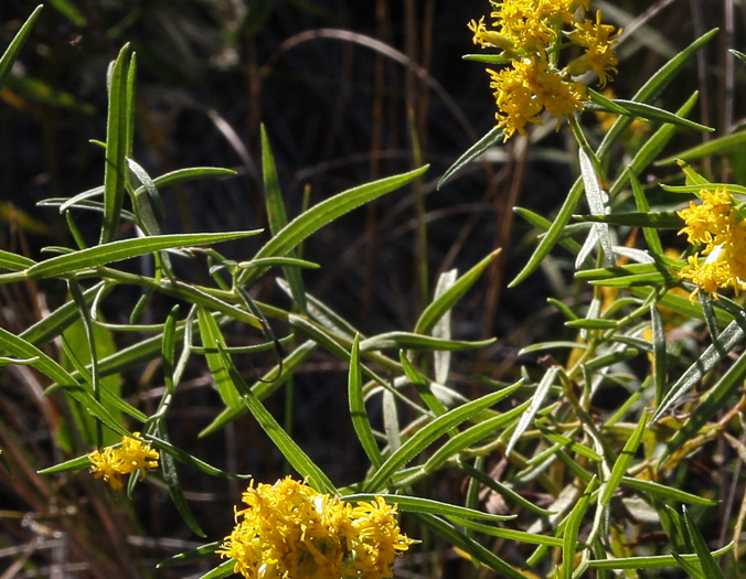 image of Euthamia hirtipes, Marsh Flattop Goldenrod