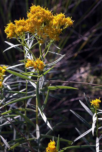 image of Euthamia weakleyi, Marsh Flattop Goldenrod