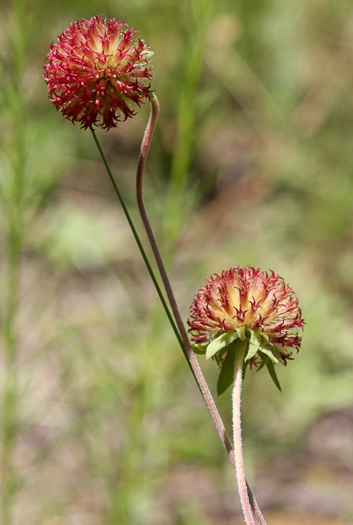 image of Gaillardia aestivalis var. aestivalis, Sandhills Gaillardia, Rayless Blanketflower, Lanceleaf Blanketflower