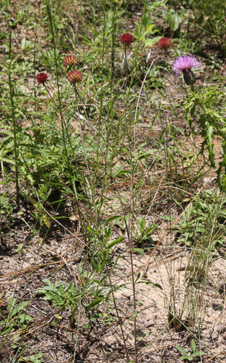 image of Gaillardia aestivalis var. aestivalis, Sandhills Gaillardia, Rayless Blanketflower, Lanceleaf Blanketflower