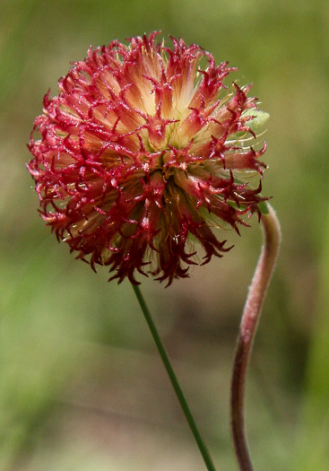 image of Gaillardia aestivalis var. aestivalis, Sandhill Gaillardia, Rayless Blanketflower, Lanceleaf Blanketflower, Prairie Gaillardia