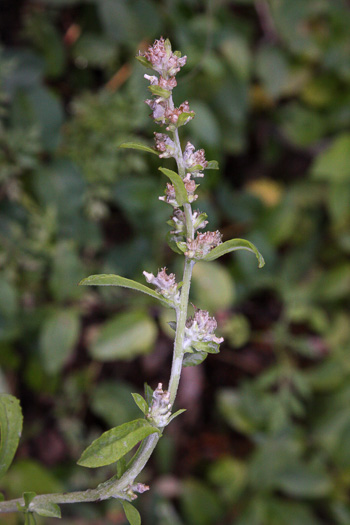 Gamochaeta antillana, Narrowleaf Cudweed, Caribbean Everlasting, Delicate Everlasting