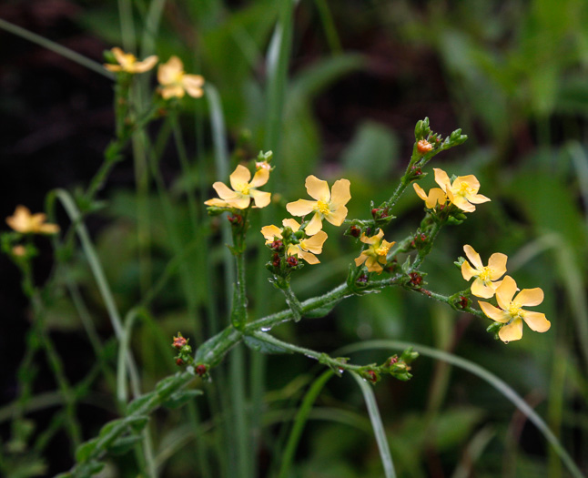 Hypericum setosum, Hairy St. Johnswort