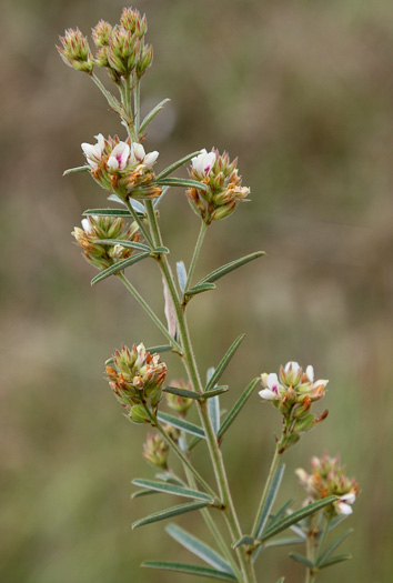 image of Lespedeza angustifolia, Narrowleaf Lespedeza, Narrowleaf Bush-clover