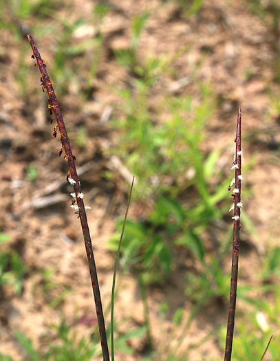 Mnesithea cylindrica, Carolina Jointgrass