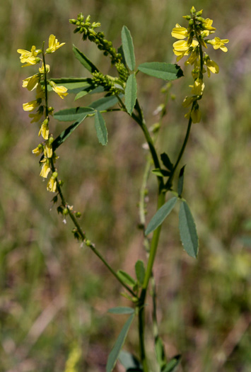 image of Melilotus indicus, Small Melilot, Sourclover, Indian Sweetclover