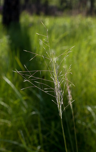 image of Muhlenbergia expansa, Savannah Hairgrass, Cut-over Muhly