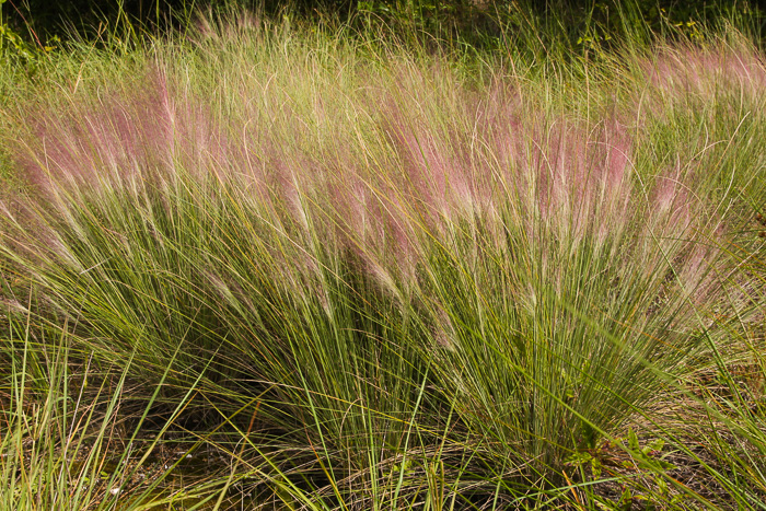 image of Muhlenbergia sericea, Dune Hairgrass, Sweetgrass