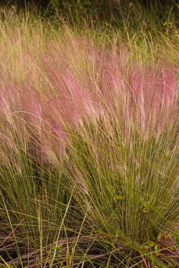 image of Muhlenbergia sericea, Dune Hairgrass, Sweetgrass