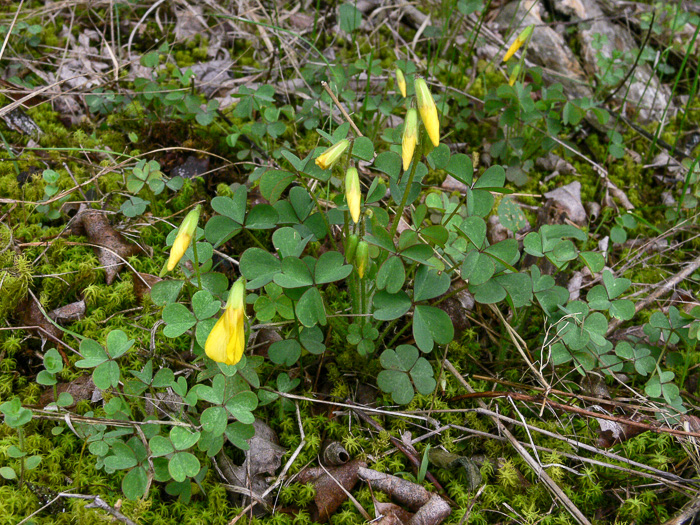 image of Oxalis macrantha, Sadie Price’s Yellow Wood-sorrel