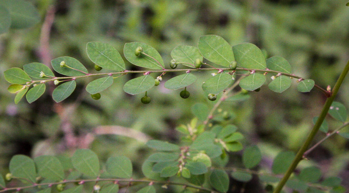 image of Phyllanthus caroliniensis, Carolina Leaf-flower