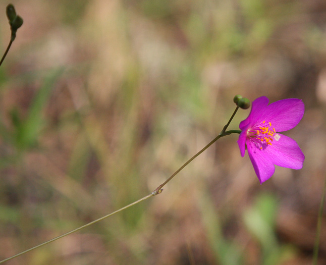 flower without petals