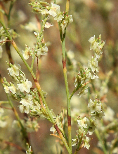 image of Polygonella polygama, Common October-flower