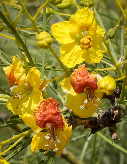 image of Parkinsonia aculeata, Jerusalem Thorn, Crown-of-Thorns, Horse-bean, Mexican Palo Verde