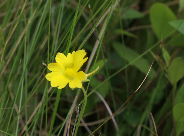 image of Pinguicula lutea, Yellow Butterwort