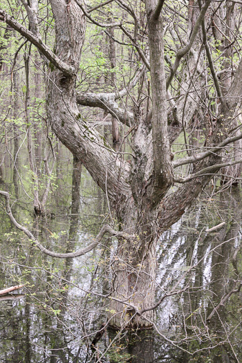 image of Planera aquatica, Water-elm, Planer-tree