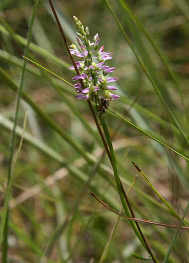 Polygala hookeri, Hooker's Milkwort