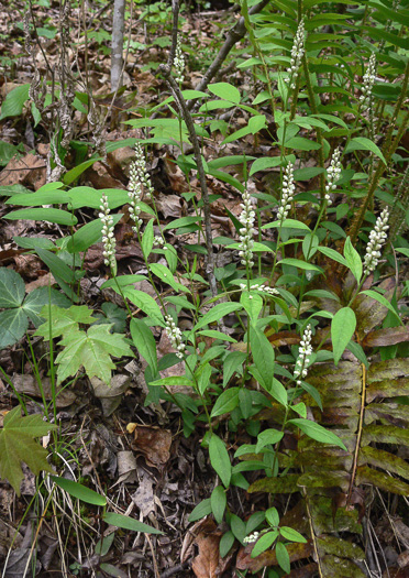 image of Polygala senega var. latifolia, Southern Seneca Snakeroot